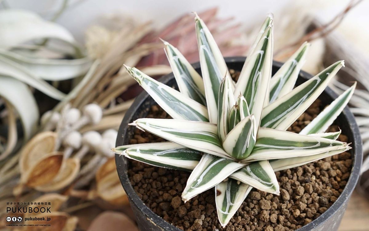 アガベ氷山 多肉植物：アガベ 氷山*幅8cm | サボテン＆多肉植物,多肉
