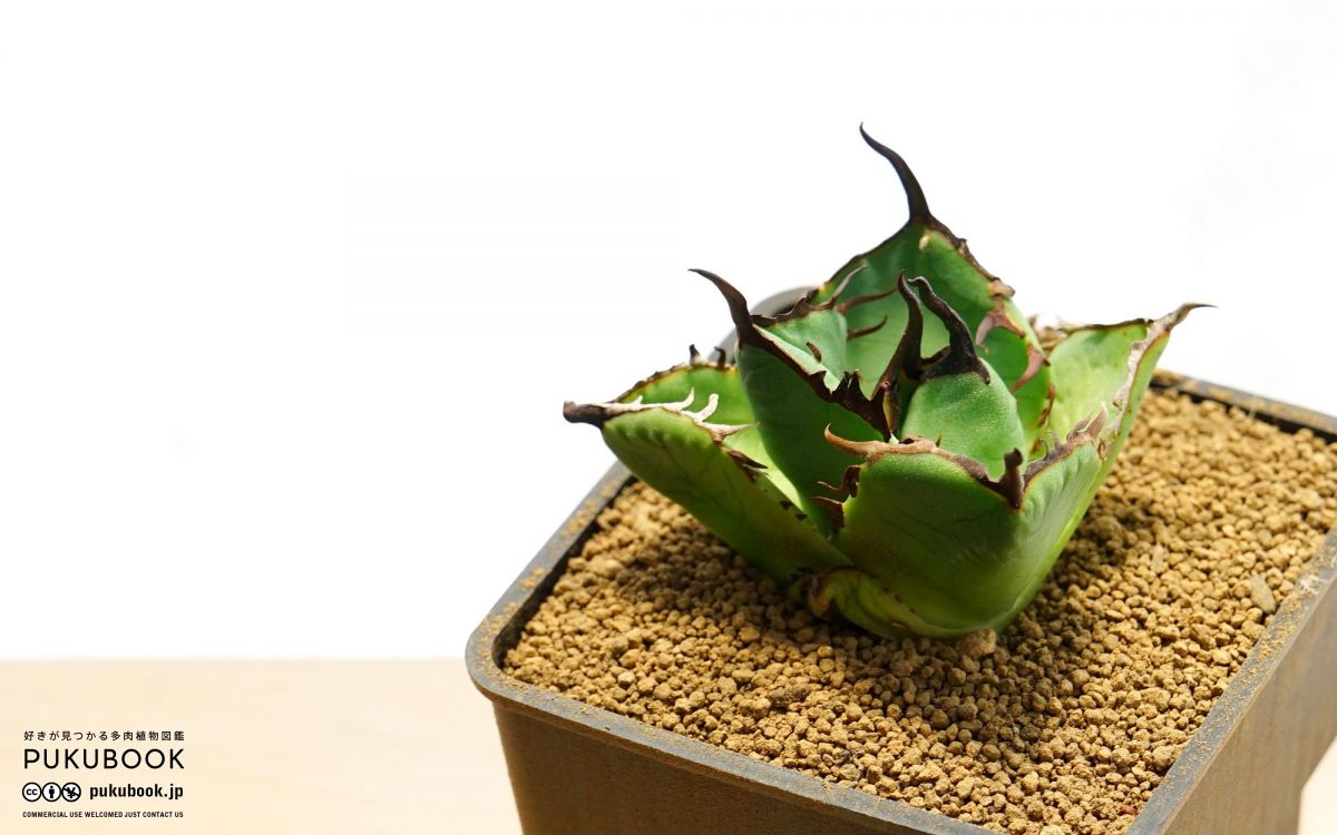 t*4様 【初売りオークション】125 REZA産 イラン株 アガベ アングリー