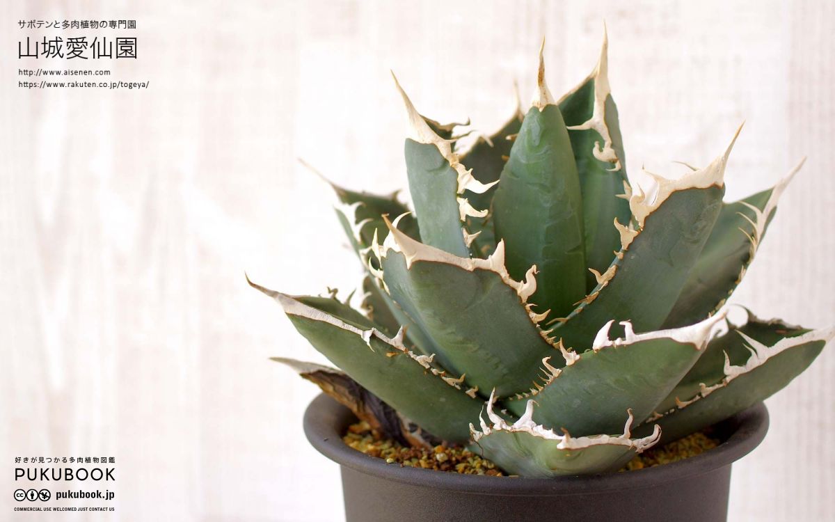 アガベ チタノタ 白犀牛 極上血統 中株 【公式通販】