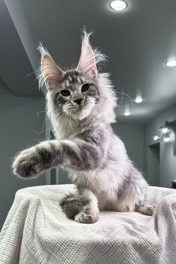 Zingfraige Maine Coon Kitten Blue Silver Beauty