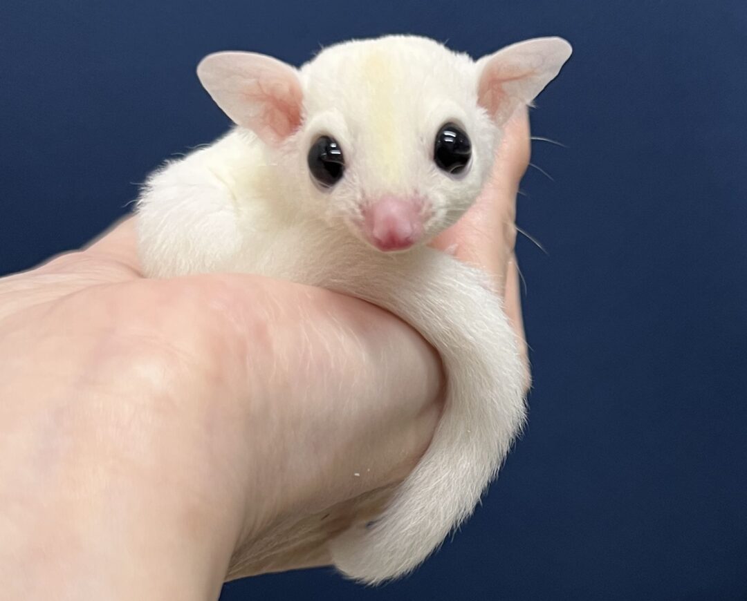 フクロモモンガ | ピュアアニマル