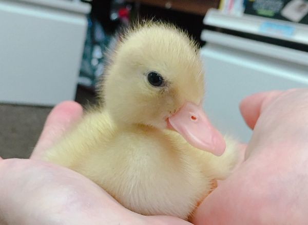 コールダック | ピュアアニマル