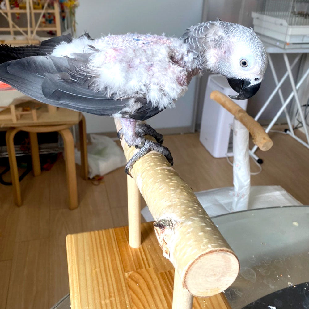 63BG 大型インコ用 白樺止まり木スタンド (Lサイズ) 太さ4cm~ – Pyuo's