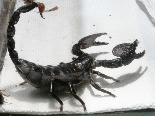 定番のサソリですね！ ダイオウサソリ - Q｜BE （きゅ〜ぶ）