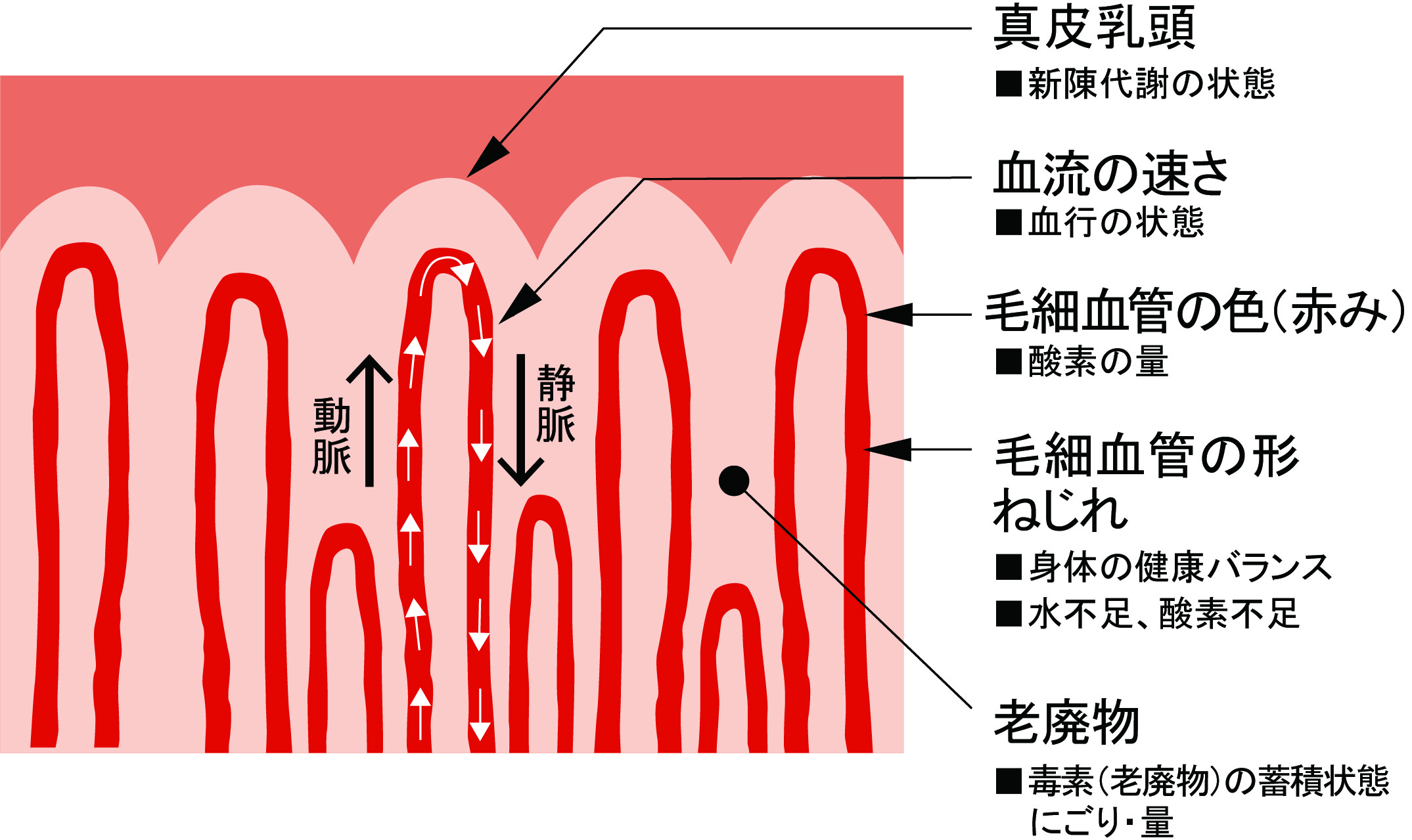 有用な毛細血管観察方法 | NPO法人 QOLサポート研究会