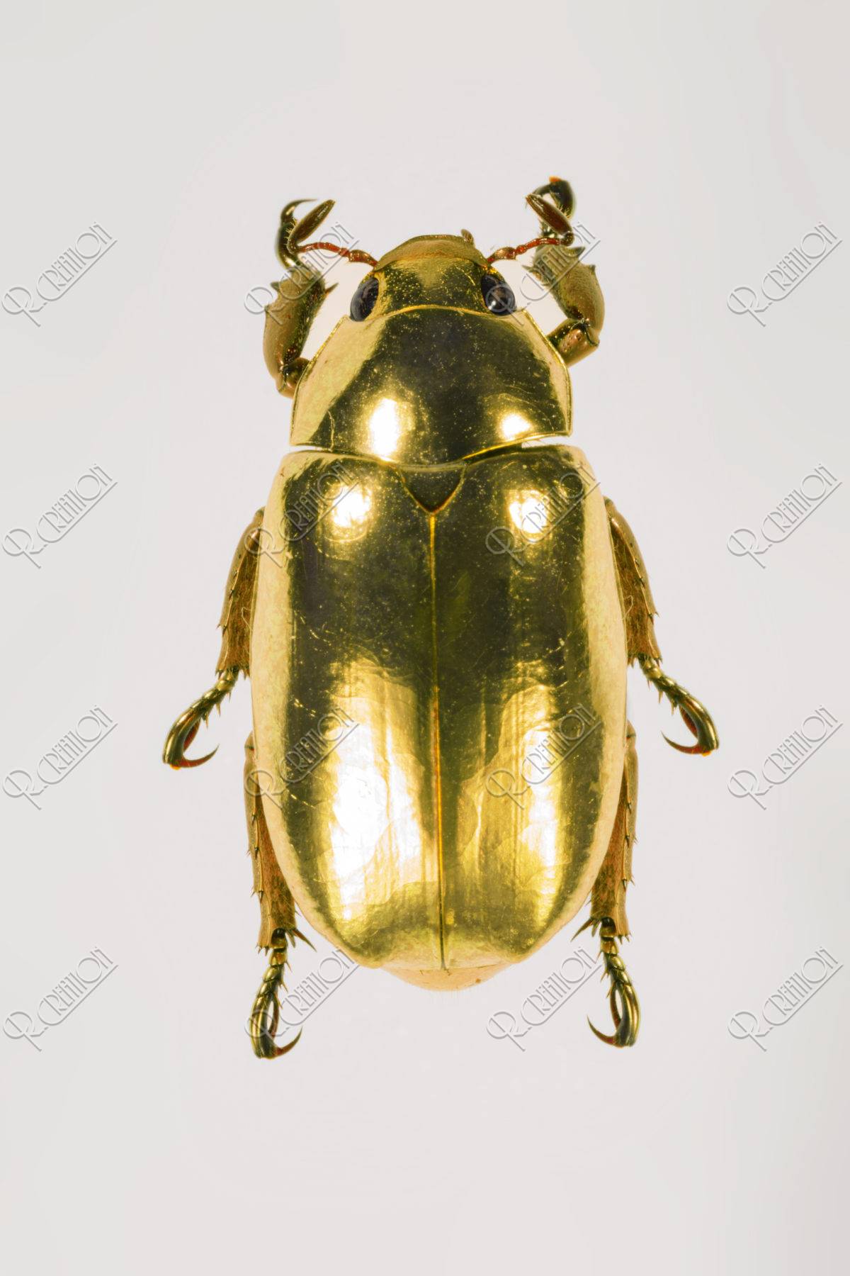 プラチナコガネ | 写真 | アールクリエーション