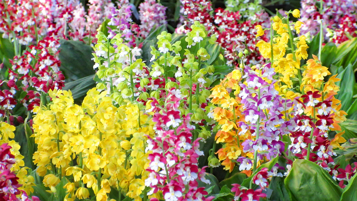 エビネの育て方を極める - 最先端のエビネ栽培法 | 蘭裕園