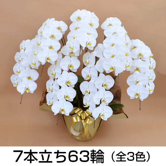 法人様向け贈答用胡蝶蘭販売「蘭贈くん」 / 胡蝶蘭大輪 3本立ち 27輪以上