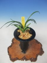 70726f647563742f32303235303930