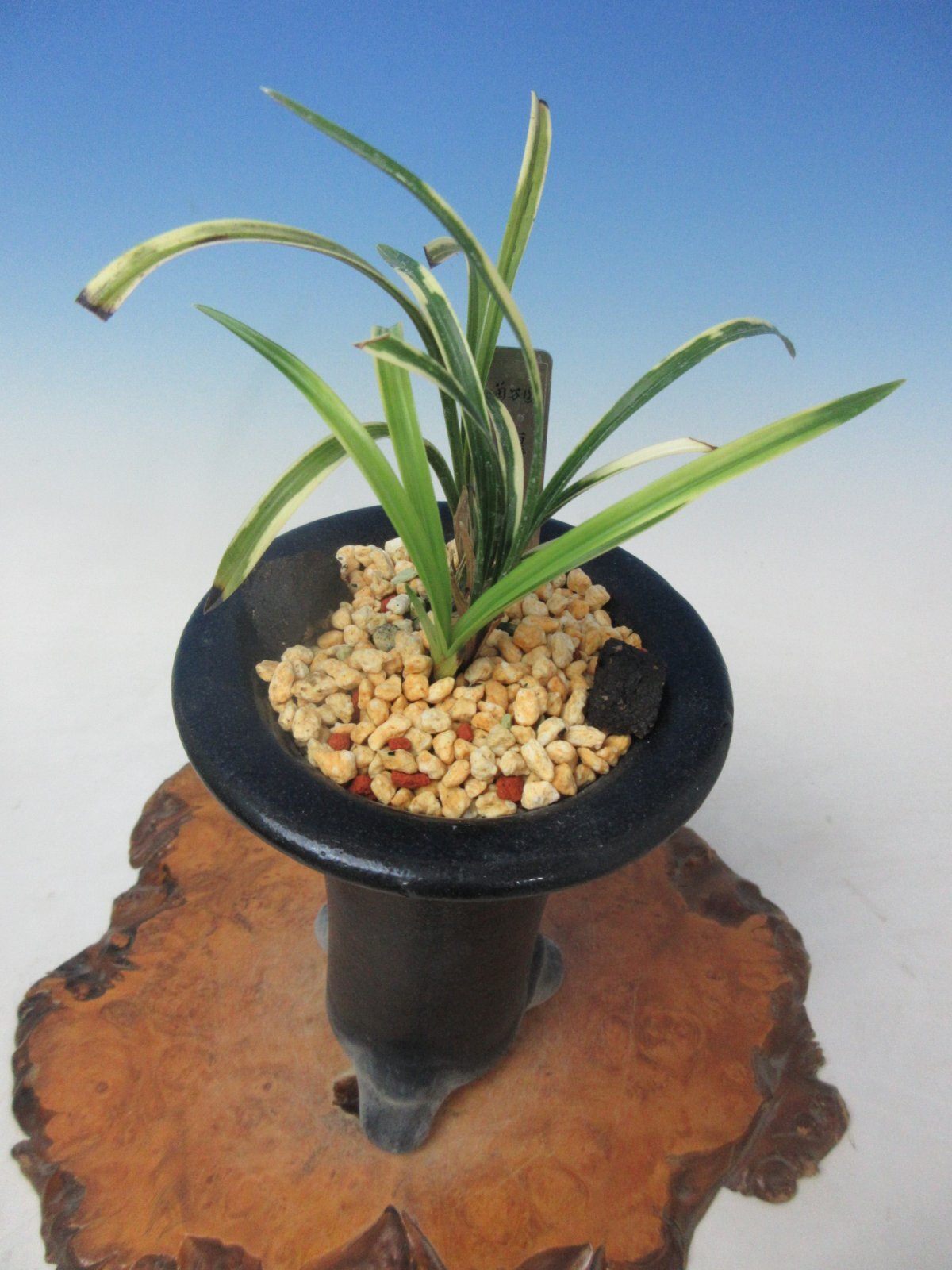 KS-8 韓国春蘭 虎斑 「龍聖」 小木 4本立ち - 蘭万園オンライン