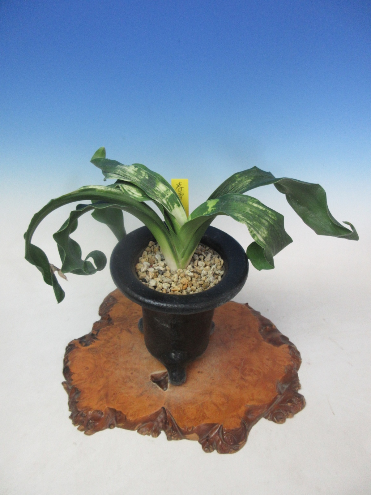 O-8 万年青 獅子 「春雪」 上木 1本立ち - 蘭万園オンラインショップ