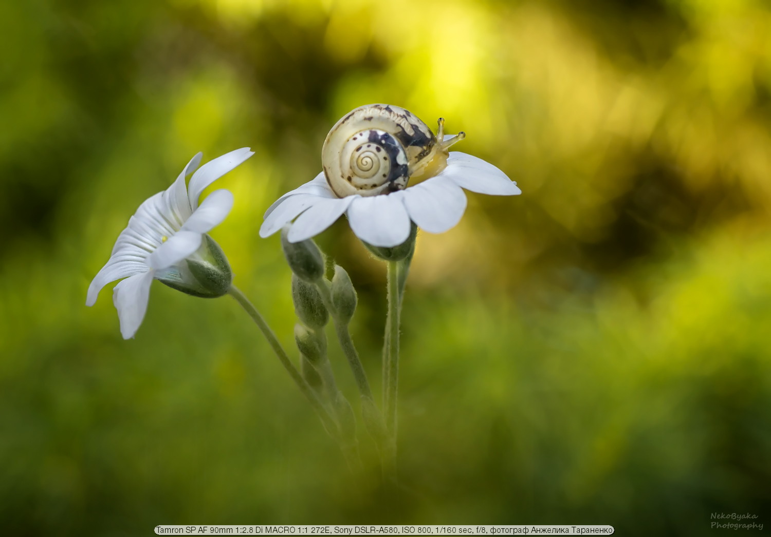 Test Tamron 90mm f / 2.8 SP AF Di MACRO 1: 1 272E II | Happy