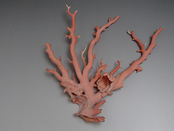 珊瑚原木を高価買取！ 珊瑚の原木はどのくらいの価値がある？ - 買取の