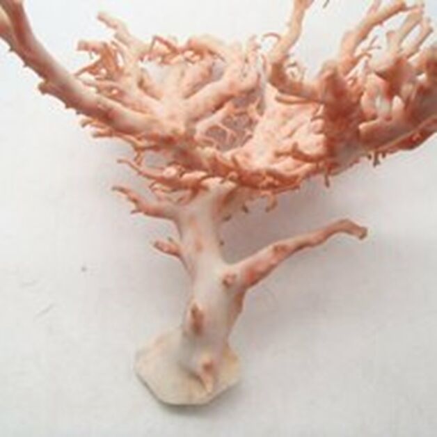 桃珊瑚でも原木であればしっかり価値があります！！ 千葉県のお客様