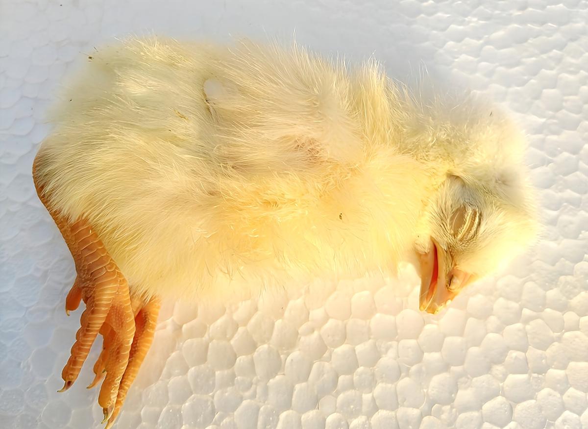 【国産】冷凍ヒヨコ 400羽　ふわふわ鮮度抜群！ 国産】冷凍ヒヨコ 400羽 ふわふわ鮮度抜群！ - メルカリ