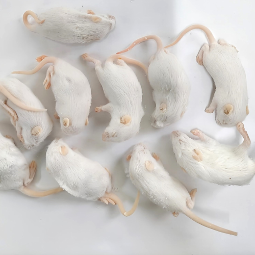 冷凍マウス 冷凍ファジーマウス(10匹入)の販売情報