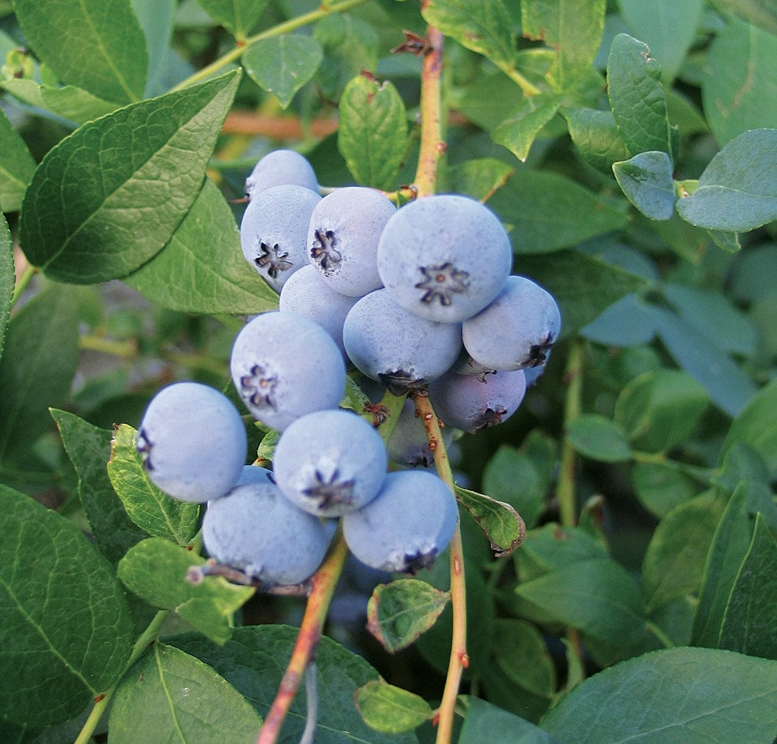 Biloxi Blueberry — Raintree Nursery