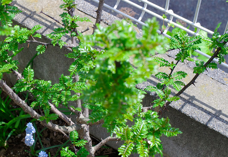 たけのこの木の芽和え