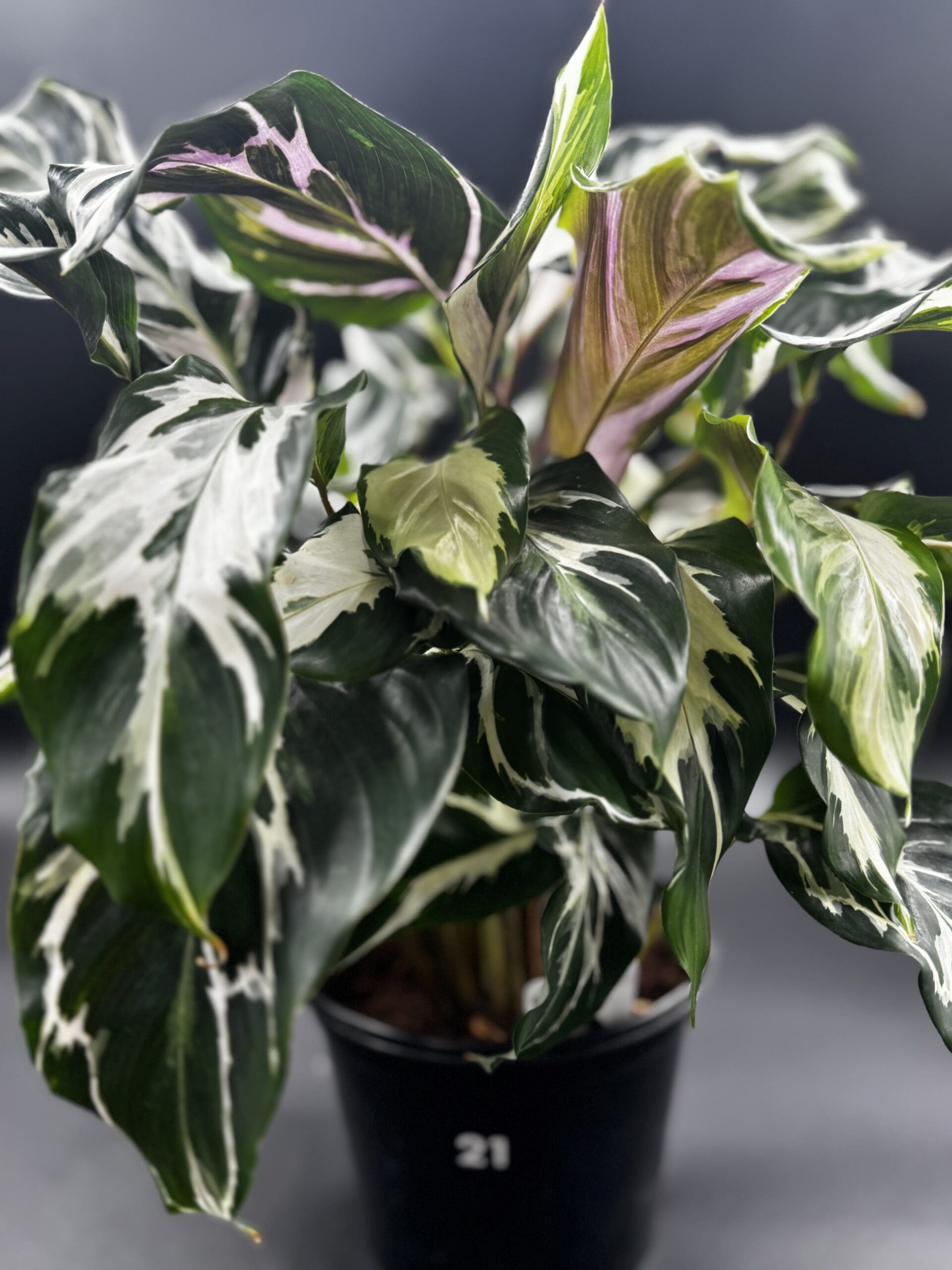 Calathea Stella (US PP34710) - Rare Plant Daddy