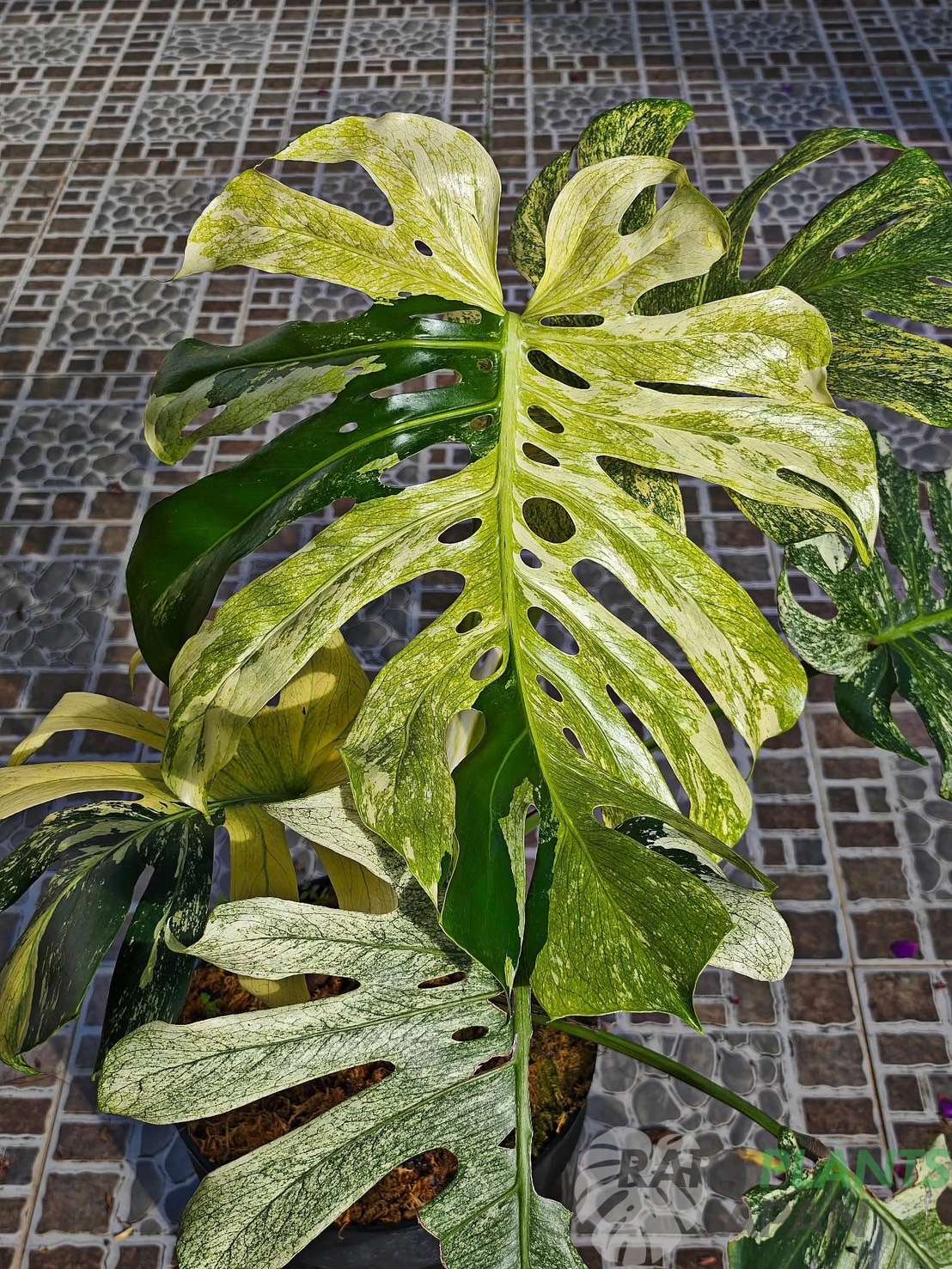 モンステラ・デリシオーサ 'ミント トリカラー' Monstera deliciosa