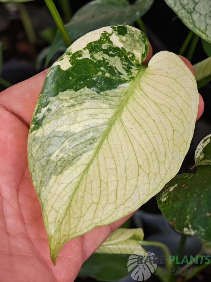 モンステラ・デリシオーサ 'ミント トリカラー' Monstera deliciosa