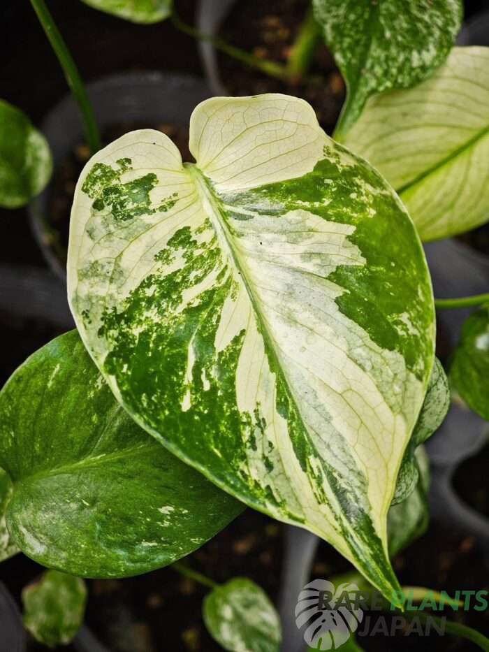 モンステラ・デリシオーサ 'ミント トリカラー' Monstera deliciosa