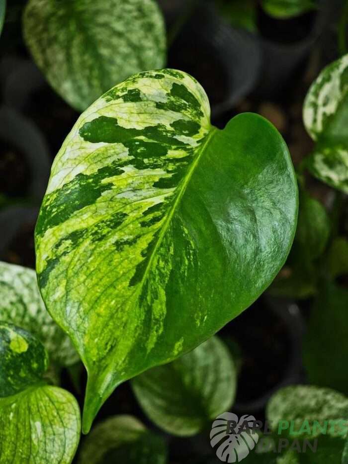 モンステラ・デリシオーサ 'ミント トリカラー' Monstera deliciosa