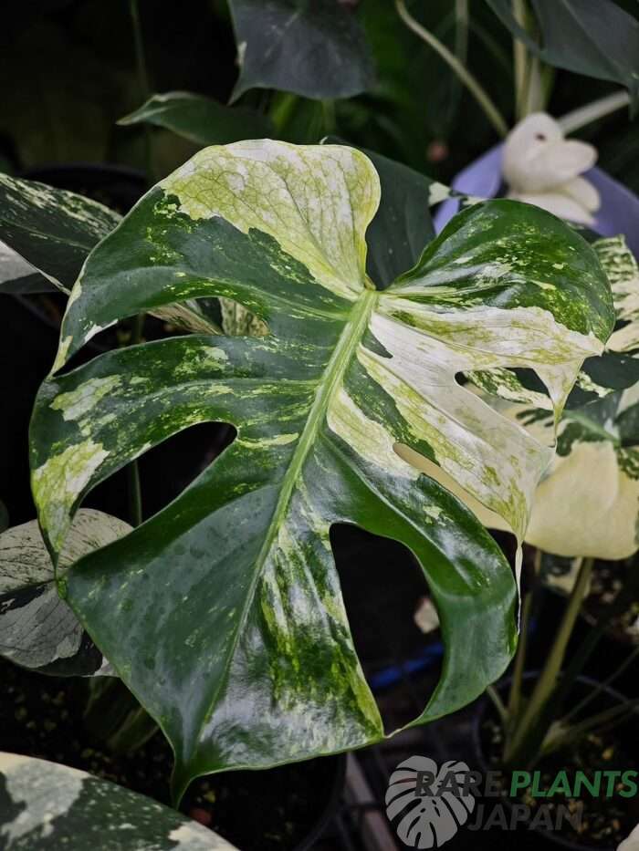 モンステラ・デリシオーサ 'ミント トリカラー' Monstera deliciosa