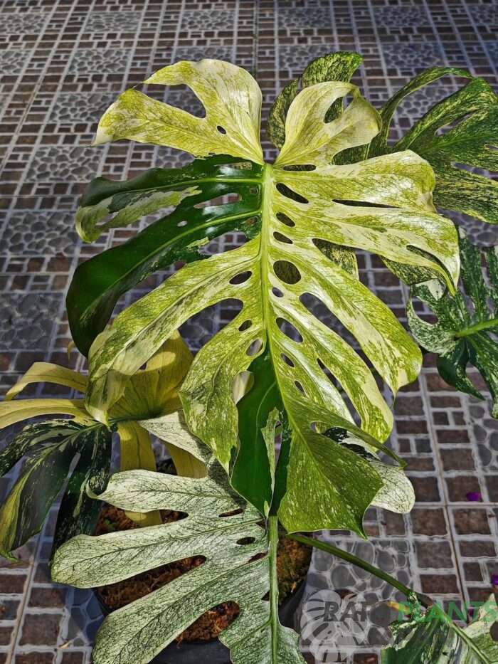 モンステラ・デリシオーサ 'ミント トリカラー' Monstera deliciosa