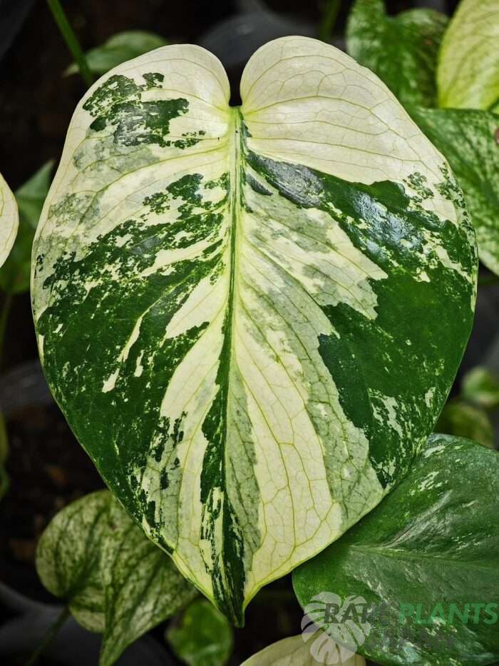 モンステラ・デリシオーサ 'ミント トリカラー' Monstera deliciosa