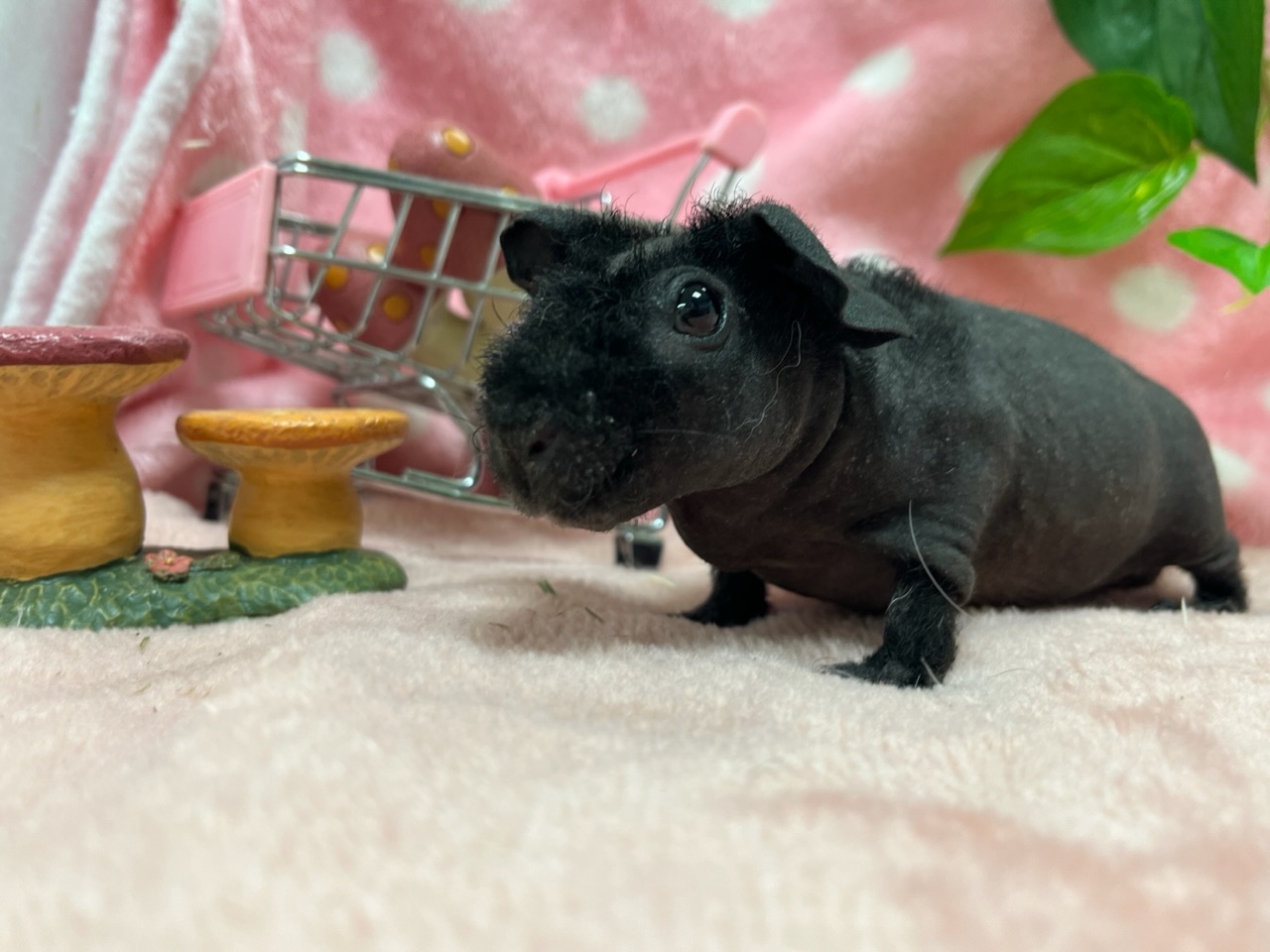 インター小動物】もっちり可愛いスキニーギニアピッグ♪♪ | 名古屋の