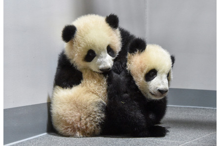 双子パンダのシャオシャオとレイレイ、観覧申し込みは12月21日13時より