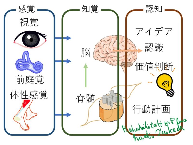 感覚・知覚・認知 一連の流れと役割を解説 | Rehabilitation Plus