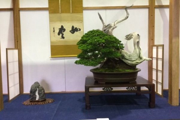 雨竹 盆栽 水石 便り - 高砂庵