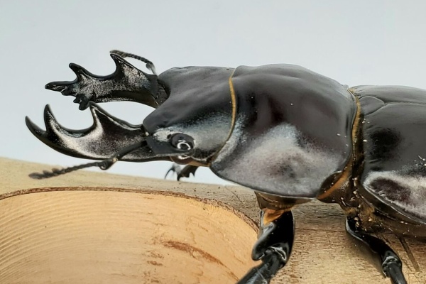 原名亜種ヤエヤママルバネクワガタ64㎜【大型】 原名亜種ヤエヤマ