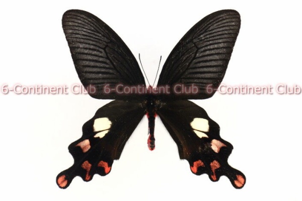 京大蝶研六大陸クラブのTropical Delights - キシタアゲハ族 Troidini