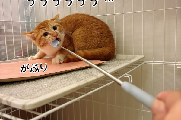 猫とお酒と日々のこと Powered by ライブドアブログ