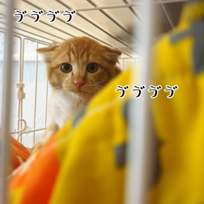 猫とお酒と日々のこと Powered by ライブドアブログ