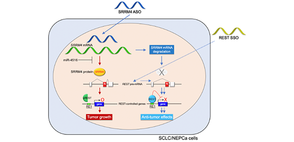 スプライシング制御核酸医薬による 難治性がん治療の新しい選択肢 - ResOU