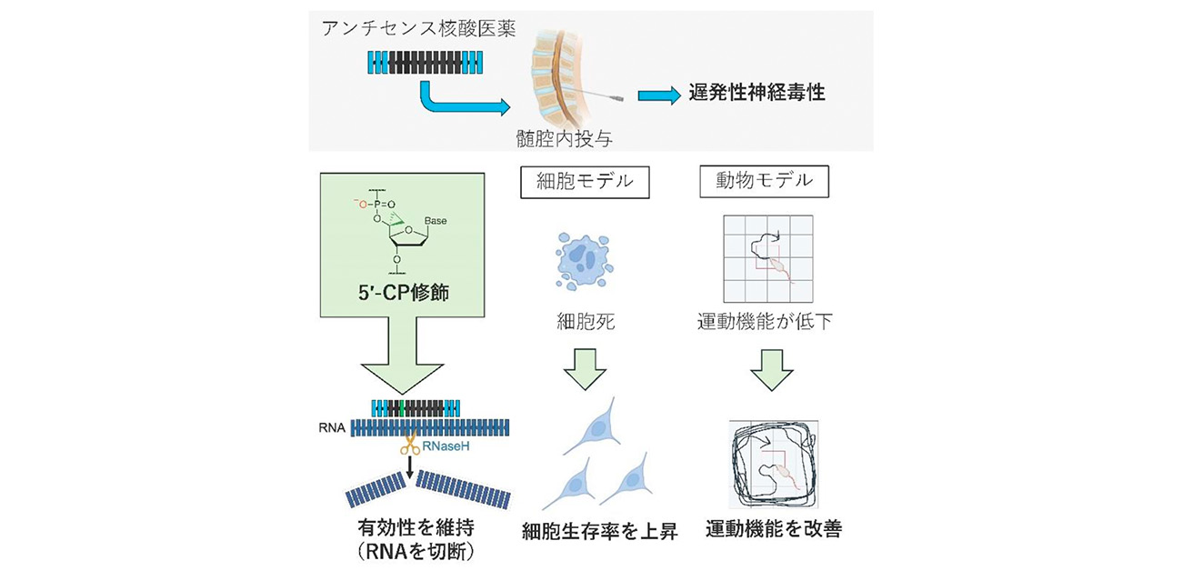 神経疾患治療用アンチセンス核酸医薬の安全性を高める 新技術を開発