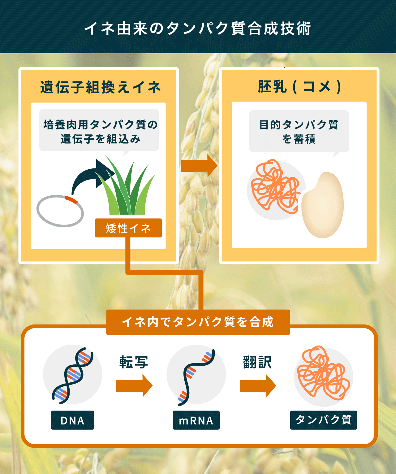 第2回】タンパク質合成の特許技術で世界に進出！食と医療の課題解決に
