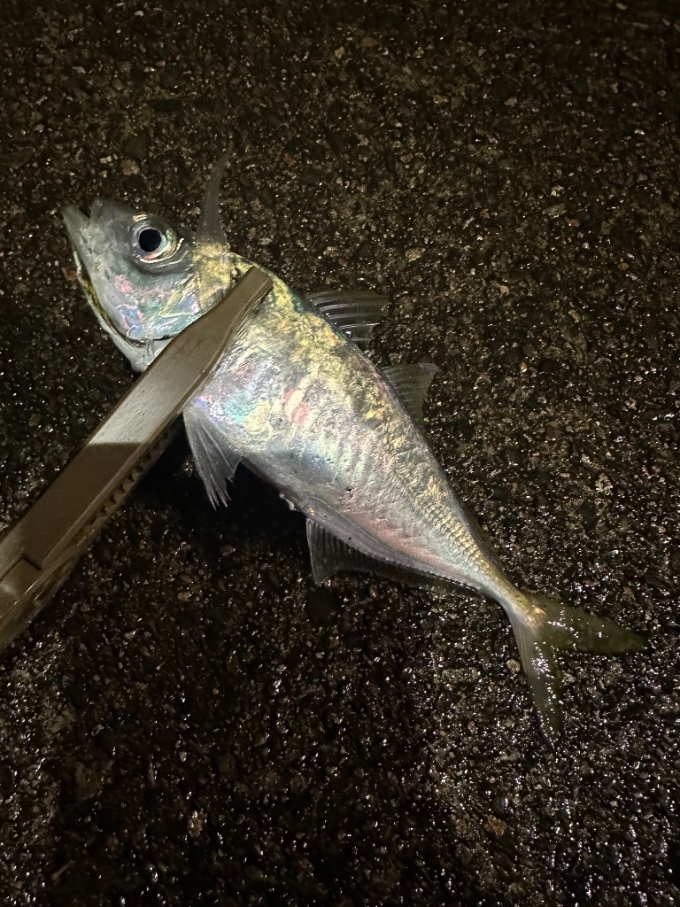 Gamakatsu ラグゼ 宵姫 華弍 S64L-solid LUXXE アジングロッド - 最