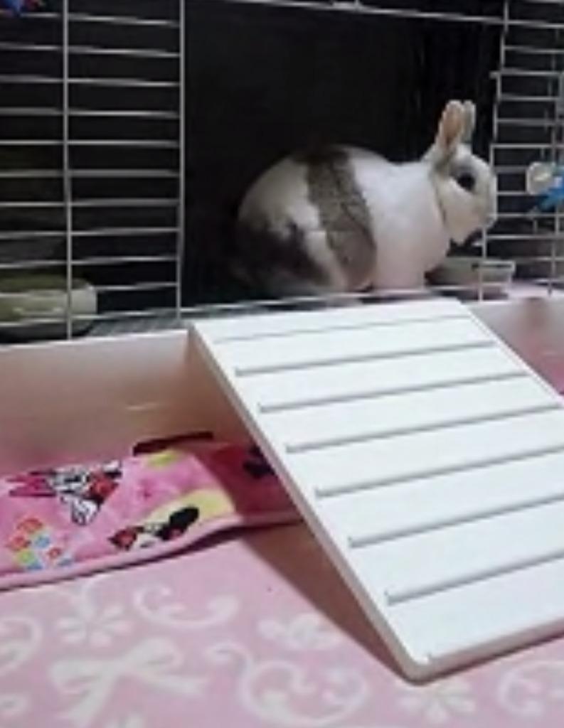 イージーホーム うさぎケージ 三晃商会 イージーホーム・エボ80 WH