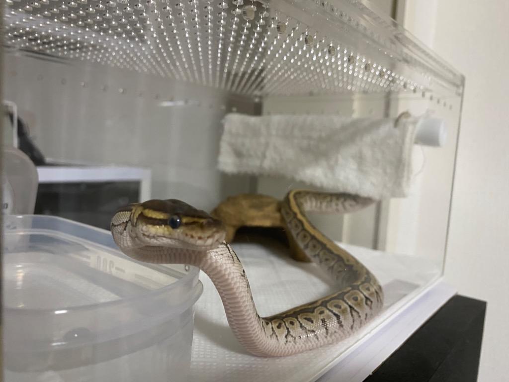 爬虫類ケージ 三晃商会 レプタイルボックス ワイド 爬虫類 ケージの