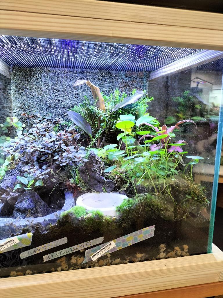 チャーム（charm） イモリウム 〜イモリの洞窟〜 レイアウトセット お