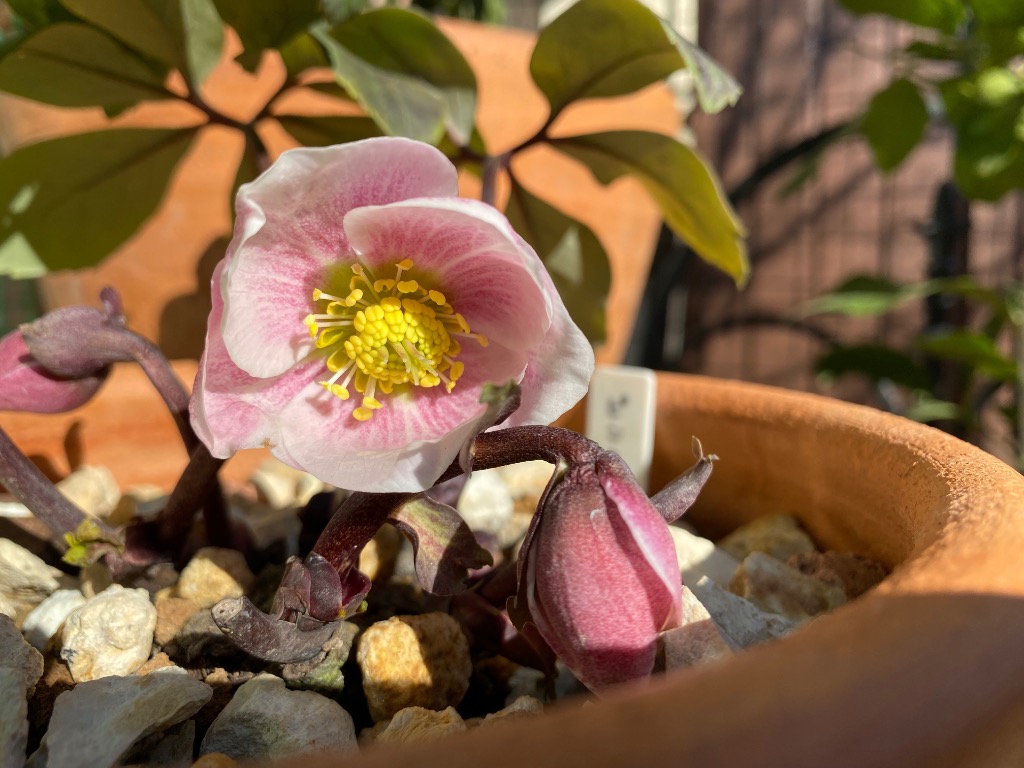 クリスマスローズ ピンクニゲル 広瀬園芸さん 4.5号鉢 送料無料 鉢花