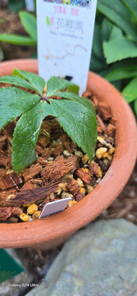 クリスマスローズ 原種 チベタヌス 3年生実生苗（甘粛省）H