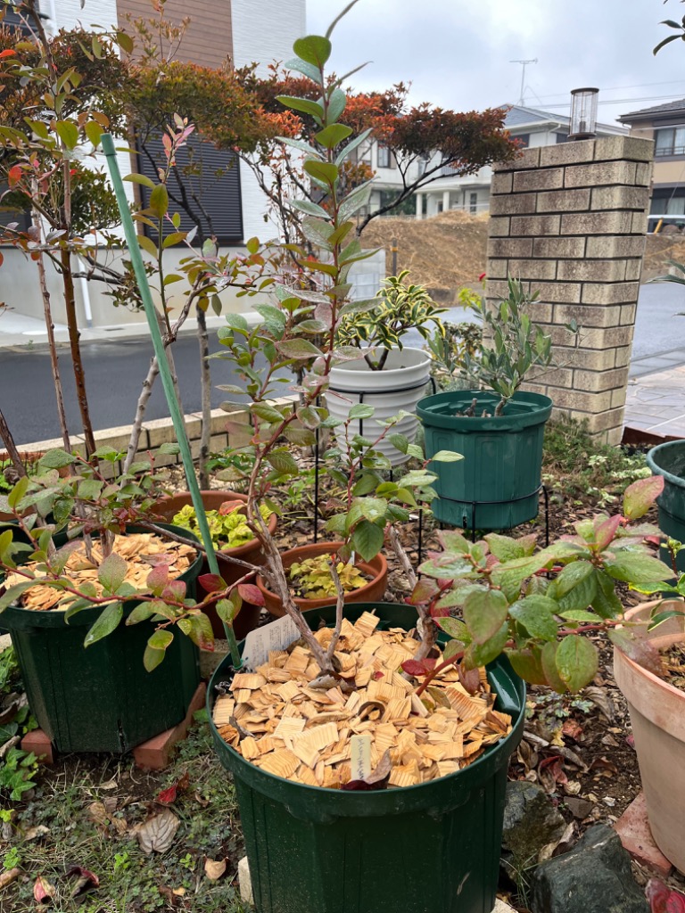 大株 ブルーベリー マグノリア 1.2m 根巻き : 吉瀬園芸 - 通販 - Yahoo