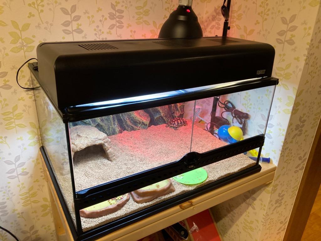 GEX EXOTERRA フトアゴヒゲトカゲ&リクガメ飼育キット 爬虫類用ガラス