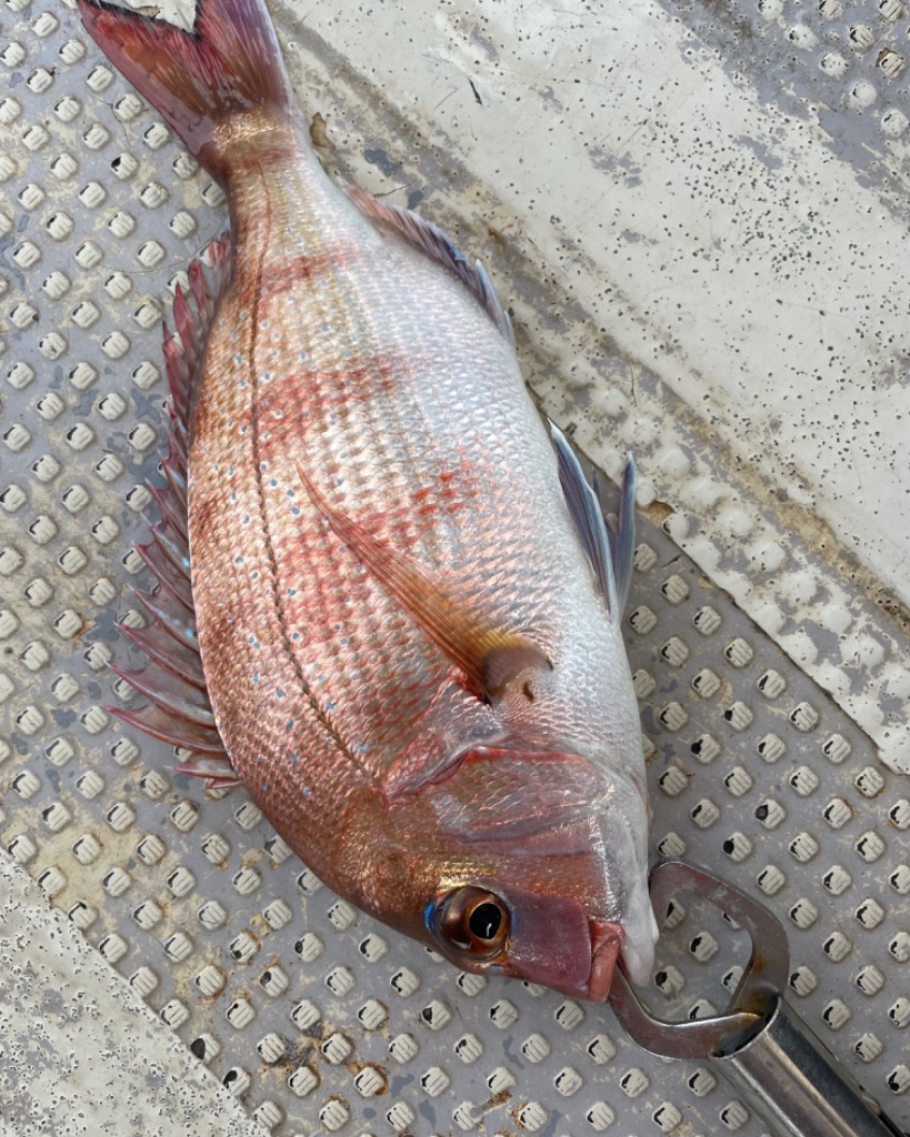 DAIWA（ダイワ） タイラバロッド 紅牙 N69MHB-S・K 24年モデル : 釣具